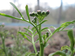 Cardamine pratensis