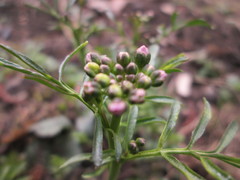 Cardamine pratensis