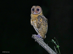 Golden Masked Owl photo 1