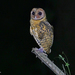 Golden Masked Owl - Photo (c) Nik Borrow, some rights reserved (CC BY-NC)