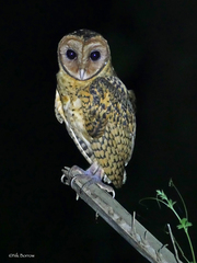 Golden Masked Owl photo 2