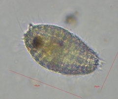 Colepidae