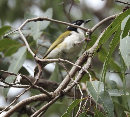 Melithreptus albogularis