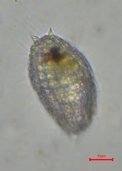 Colepidae