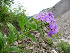 Dontostemon hispidus