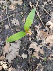 Acer platanoides