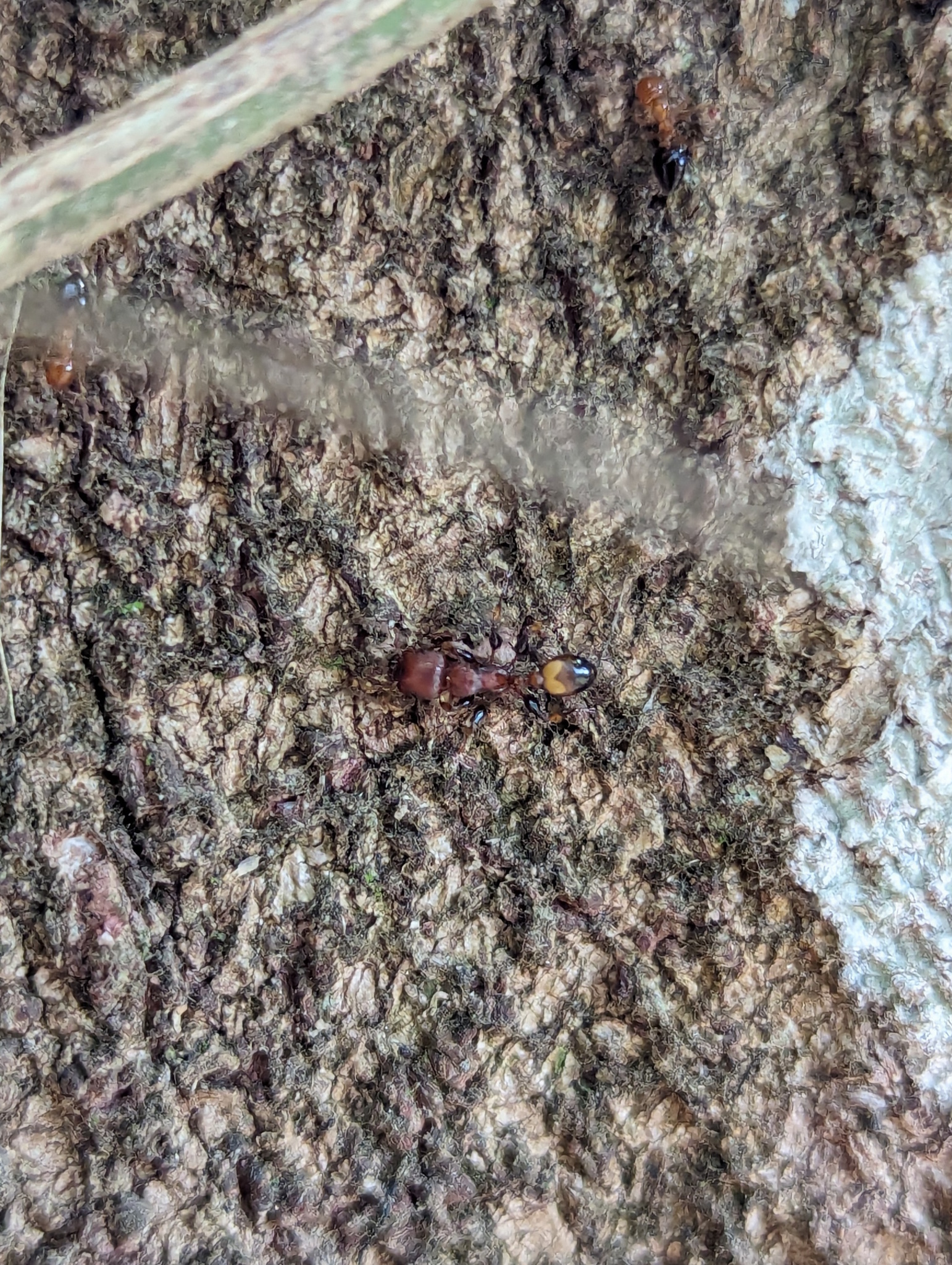 Podomyrma abdominalis