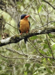 Buff-Breasted Paradise-Kingfisher photo 2