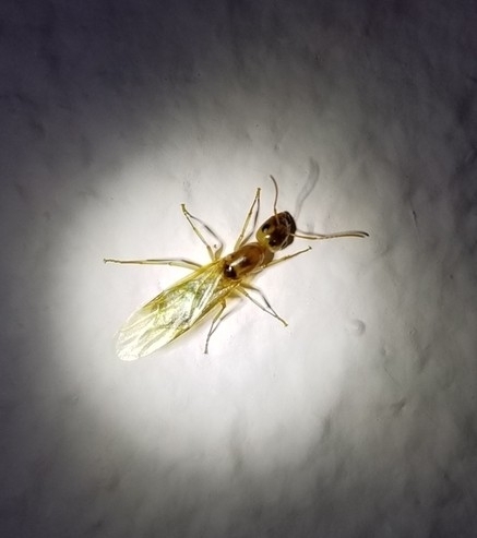 Camponotus ramulorum