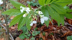Cardamine heptaphylla