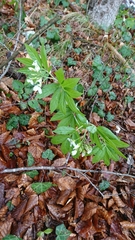 Cardamine heptaphylla