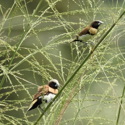 Lonchura castaneothorax