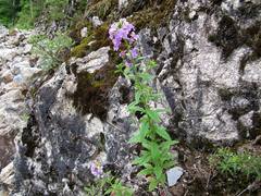 Dontostemon hispidus