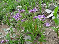 Dontostemon dentatus