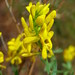 Dyer's Greenweed - Photo (c) Nikolay Panasenko, some rights reserved (CC BY-NC), uploaded by Nikolay Panasenko