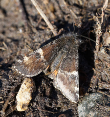 Archiearis parthenias