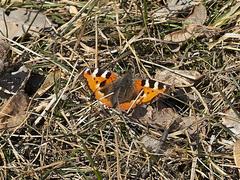 Aglais urticae