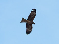 Milvus migrans