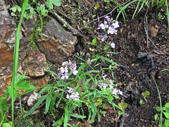 Dontostemon dentatus