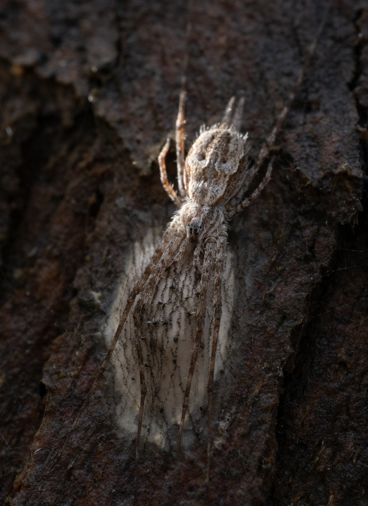 Fickert's Tamopsis from Blackburn Lake VIC, Australia on December 3