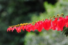 Warszewiczia coccinea