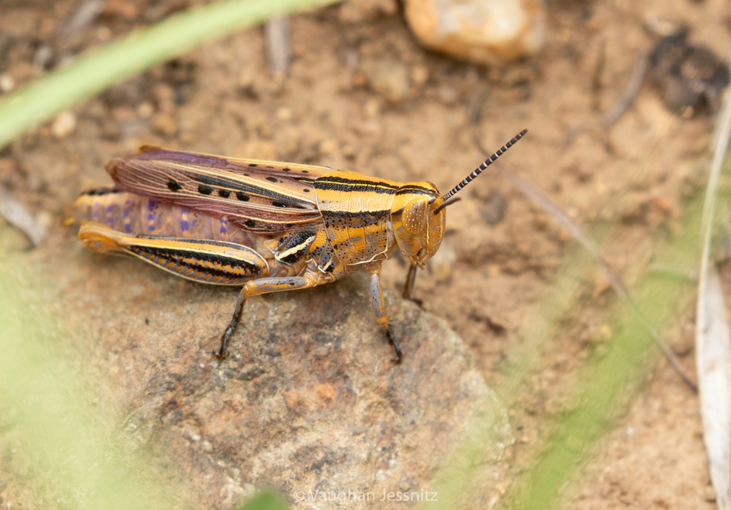 Cardeniopsis trifasciatus