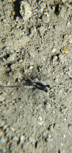 Pardosa californica