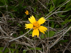 Helenieae