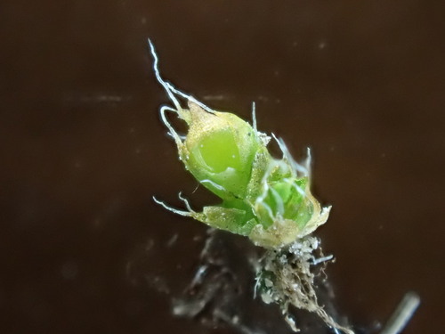 Image of Pterygoneurum kozlovii by (c) Chris Fluit, some rights reserved (CC BY)