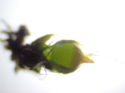 Image of Pterygoneurum kozlovii by (c) Chris Fluit, some rights reserved (CC BY)