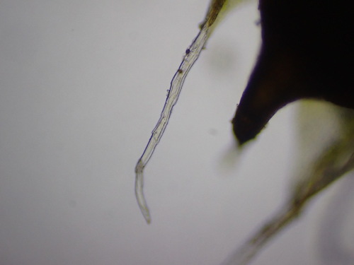 Image of Pterygoneurum kozlovii by (c) Chris Fluit, some rights reserved (CC BY)