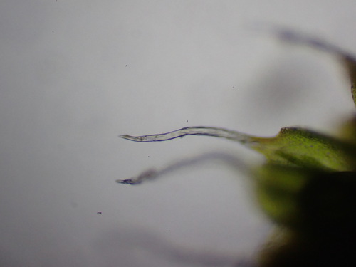 Image of Pterygoneurum kozlovii by (c) Chris Fluit, some rights reserved (CC BY)