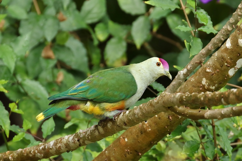 Palau Fruit-Dove photo