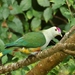 Palau Fruit-Dove - Photo (c) thibaudaronson, some rights reserved (CC BY-SA), uploaded by thibaudaronson