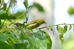 Zosterops semperi semperi