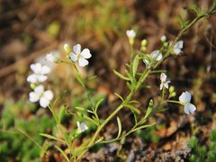 Dontostemon intermedius