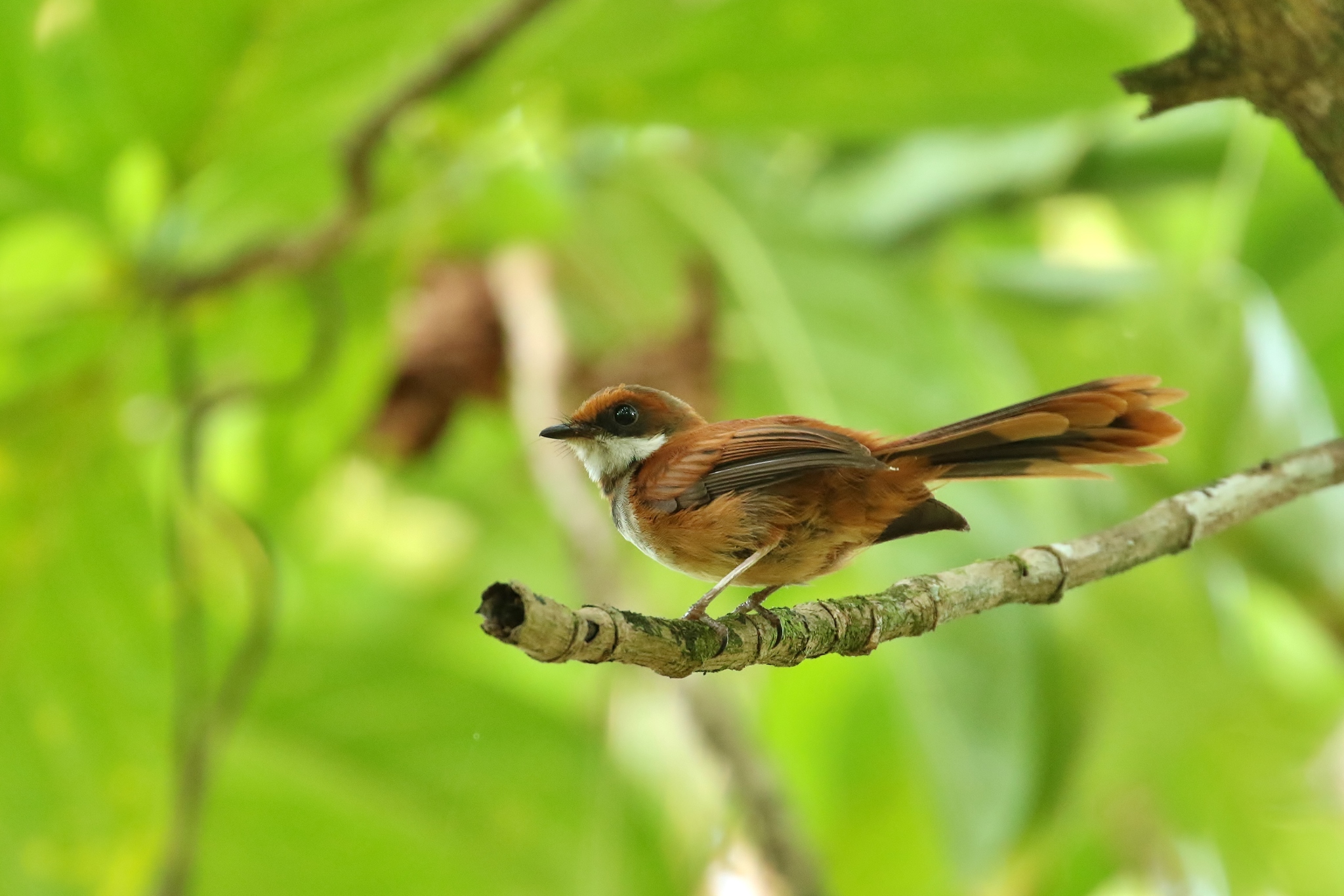 Palau Fantail illustration