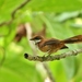 Palau Fantail - Photo (c) Thibaud Aronson, some rights reserved (CC BY-SA), uploaded by Thibaud Aronson