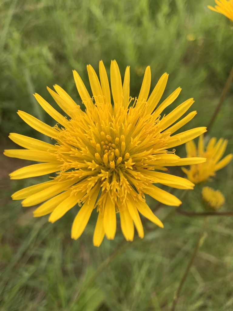 Bristle African Thistle from Mabhulesini A, Bergville, KZN, ZA on ...