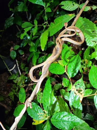 Drapiez’s Cat Snake, Boiga drapiezii