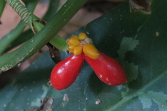 Aglaonema commutatum