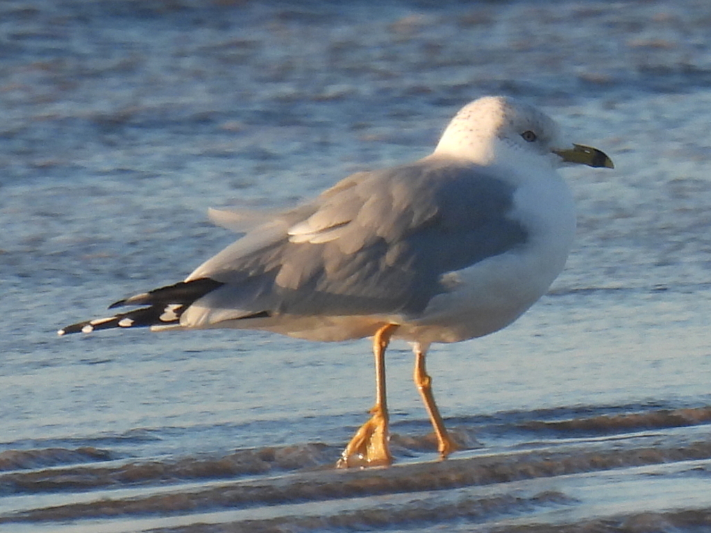 Ring-billed Gull from Quintana Beach, Quintana, TX 77541, USA on ...