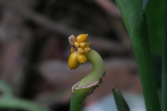 Aglaonema commutatum