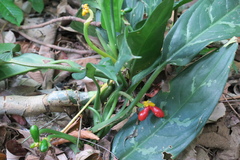 Aglaonema commutatum
