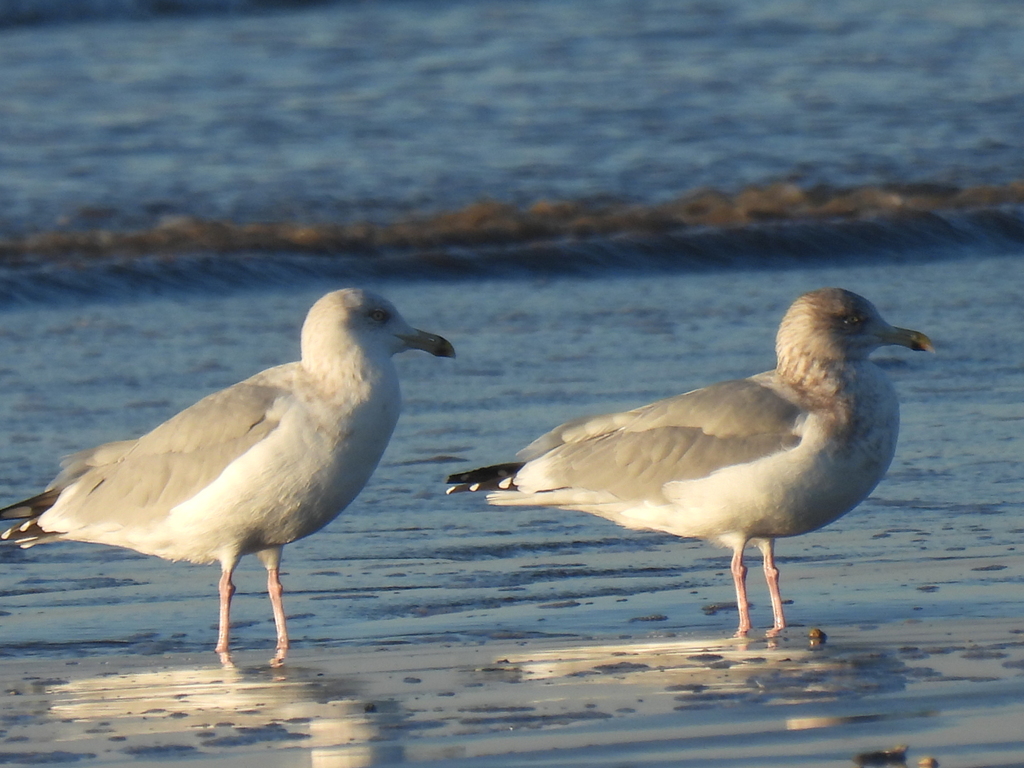 Herring Gull from Quintana Beach, Quintana, TX 77541, USA on December ...