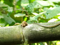 Dendrelaphis haasi