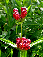 Gentiana purpurea