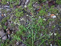 Dontostemon intermedius