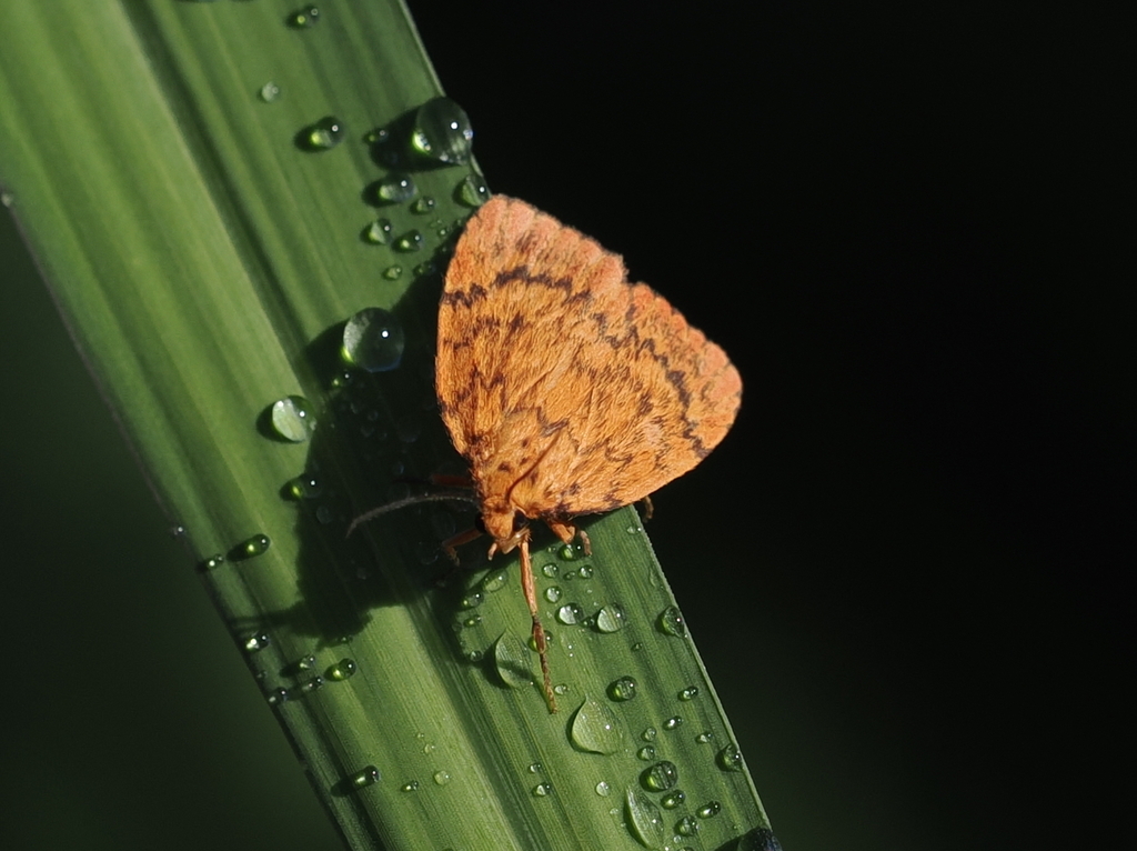 Cyme structa from Tamborine Mountain QLD 4272, Australia on November 29 ...