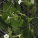 Nicotiana clevelandii - Photo (c) Wayfinder_73, algunos derechos reservados (CC BY-NC-ND)